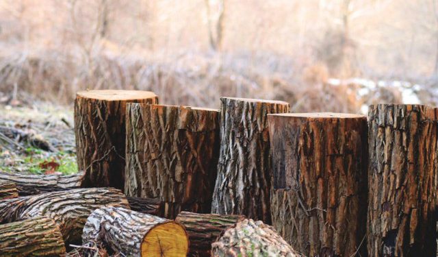 Hercegovačke šume bez nadzora i zakona, nelegalnu sječu nitko ne može sankcionirati