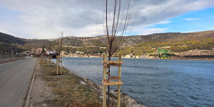 I u Bakru zasađena stabla u sklopu projekta “Hrvatska prirodno tvoja”