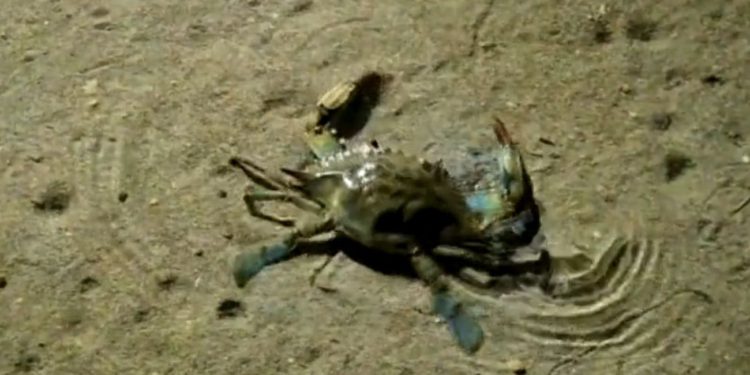 Invazivna vrsta širi se Jadranom, ugrožava autohtone vrste. Evo što bi moglo biti rješenje