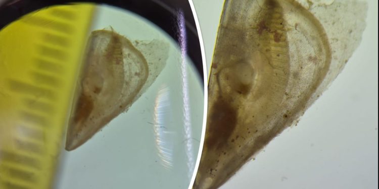 Kod Velog Brijuna pronađena juvenilna jedinka periske