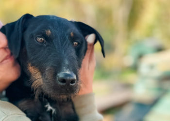 Malen, pametan i pun energije: Maks traži novu priliku