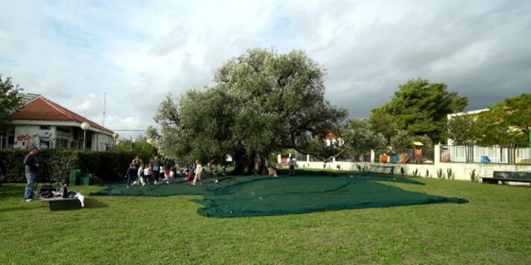 Maslina stara 1500 godina i dalje prkosi i vremenu i ljudima