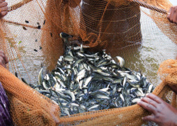 Moskva će odobriti indijske ribolovne jedinice — RT India