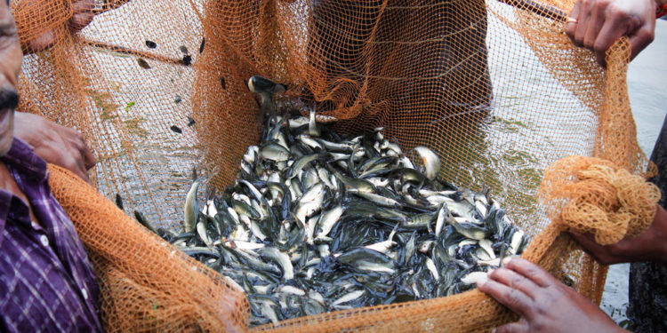 Moskva će odobriti indijske ribolovne jedinice — RT India