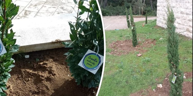 Na šumskom Mljetu turistička zajednica posadila 16 stabala: “Hrvatska prirodno tvoja”