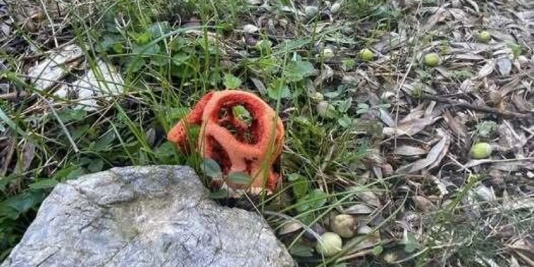 Neobična gljiva pojavila se u Konavlima. Evo o kakvoj vrsti se radi