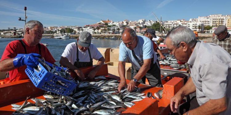 Nezapamćeno slab ulov male plave ribe u listopadu
