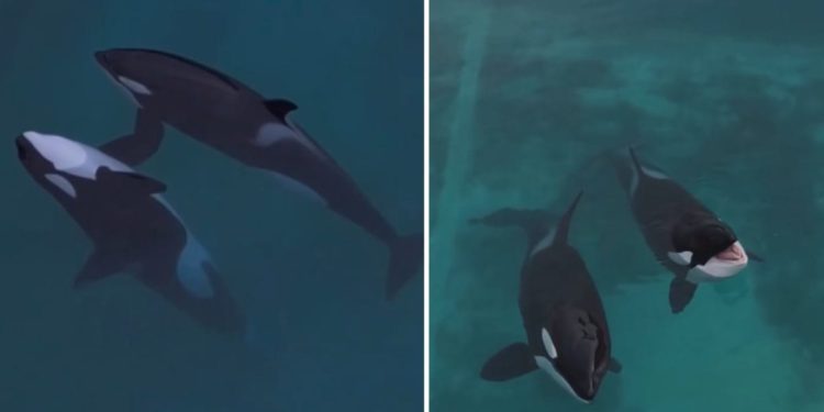 POTRESNA SNIMKA Orke zarobljene u napuštenom vodenom parku u Francuskoj lome srca javnosti