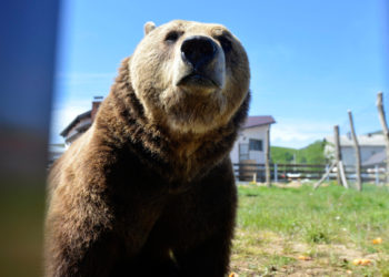 Podvelebitska sela u strahu: Svake večeri im ulaze među kuće