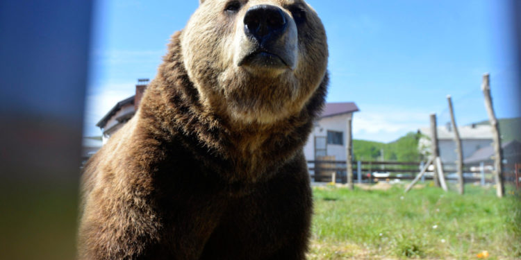 Podvelebitska sela u strahu: Svake večeri im ulaze među kuće