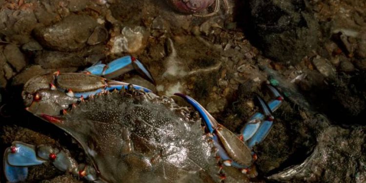 Primiti ga u ruku pravi je izazov zbog velikih i snažnih kliješta