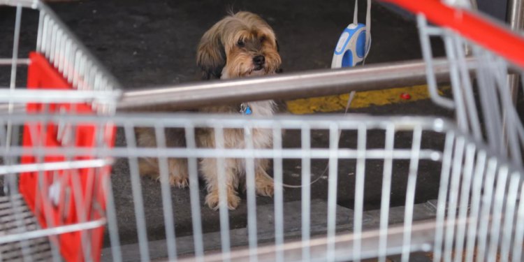 Provjerite koje butige rade ove nedjelje, ipak ćete moći popuniti kućne zalihe
