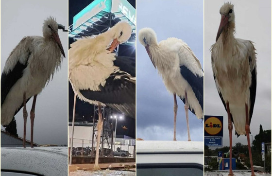 Roda na dubrovačkom području zbunila građane, stručnjak otkriva što učiniti: Ovo nemojte raditi!