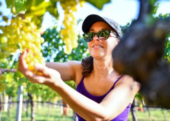 Slobodna Dalmacija – Bez edukacije nema eura! Nova pravila šokirala poljoprivrednike