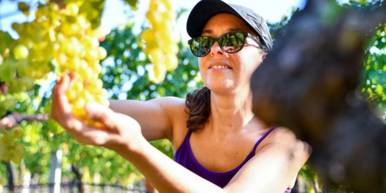 Slobodna Dalmacija – Bez edukacije nema eura! Nova pravila šokirala poljoprivrednike