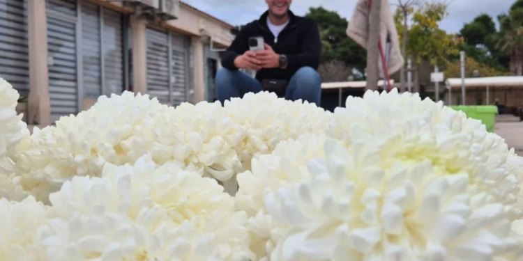 Slobodna Dalmacija – Cijene cvijeća rastu, oni s najmanjim primanjima najviše kupuju. Na otoku su krizanteme četiri, košarice 18, a buketi…