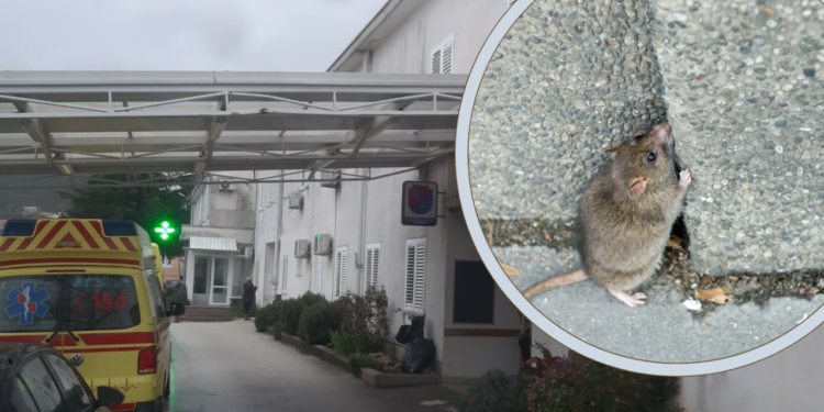 Slobodna Dalmacija – Na Hitnoj se više ne marendaje, miševi šetaju po hodnicima! Na pedijatriji su pregrizli kabel, ali Grad to ne zabrinjava