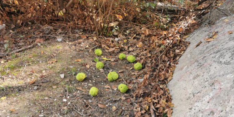 Slobodna Dalmacija – Opasni ‘leteći projektili’ i dalje prijete glavama Splićana, ništa se nije poduzelo: ‘Puka sreća da nitko nije stradao’