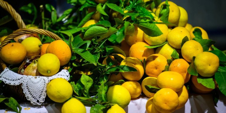 Slobodna Dalmacija – Slatke mandarine, gorak otkup! Inspektori istražuju poslovanje dviju tvrtki – sumnja se na nepoštene trgovačke prakse