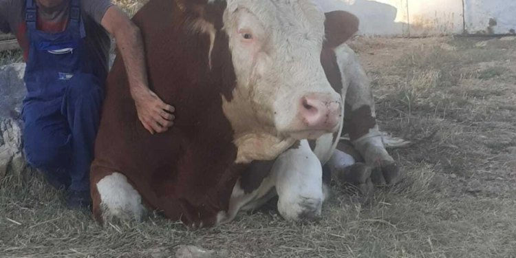 Stočar Rade Čavlin iz Muškovaca nakon napada medvjeda: “Osamsto kilograma tešku Lisu je spasila vlastita kćer Luna”