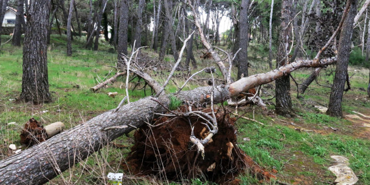 Strava u Istri: Lovci pronašli kosti u šumi, sumnja se da su ljudske