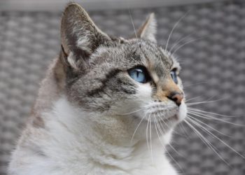 Supetar financira kastraciju mačaka, a evo i kako do financiranja doći!