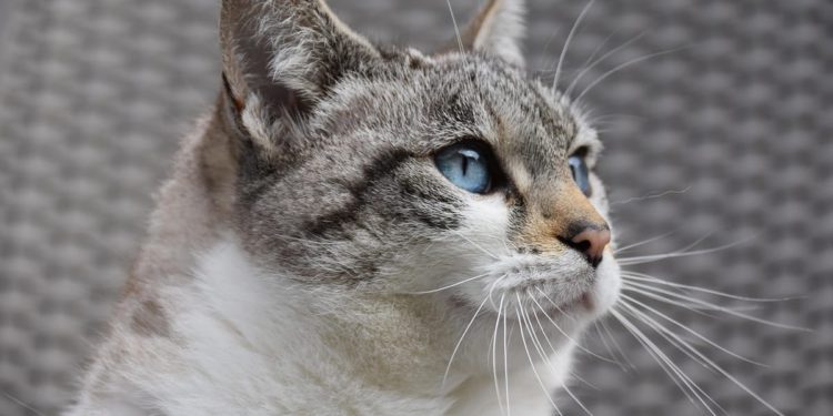 Supetar financira kastraciju mačaka, a evo i kako do financiranja doći!