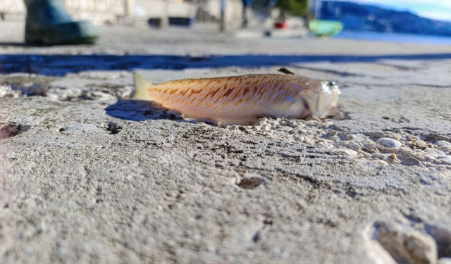 U Neumu ulovljena najotrovnija bodlja Jadrana