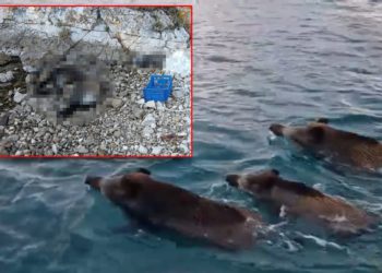 U uvali na otoku Žirju pronađena tri uginule divlje svinje