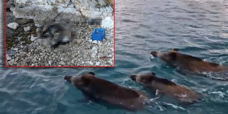 U uvali na otoku Žirju pronađena tri uginule divlje svinje