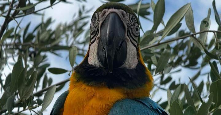 VIDEO U kaštelanski maslinik doletjela nečija papiga ara: “Bere masline s nama”