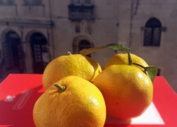 Voćari u problemima: Uzgajivač mandarina otkrio koliko uroda propadne