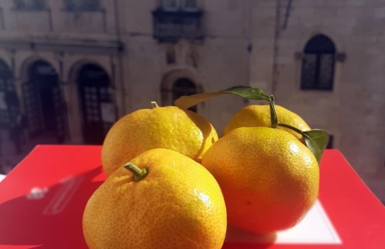 Voćari u problemima: Uzgajivač mandarina otkrio koliko uroda propadne