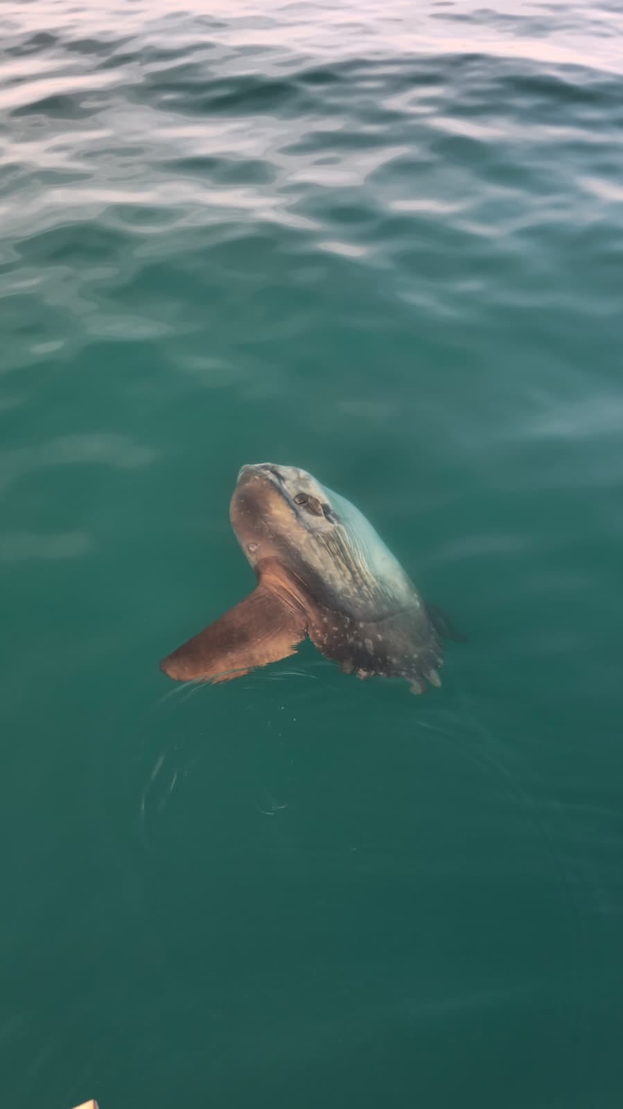 TAJNOVITI DIV JADRANA Na otvorenom moru kod Savudrije uočen ova divovska riba: "Veća je od dva metra!"