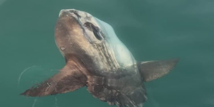 TAJNOVITI DIV JADRANA Na otvorenom moru kod Savudrije uočen ova divovska riba: "Veća je od dva metra!"