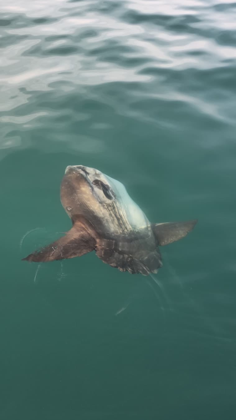 TAJNOVITI DIV JADRANA Na otvorenom moru kod Savudrije uočen ova divovska riba: "Veća je od dva metra!"