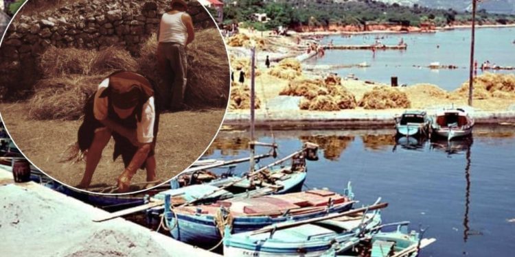 ŽITO U KUNU (TKONU) Nekad se na obali živjelo potpuno drugačije…