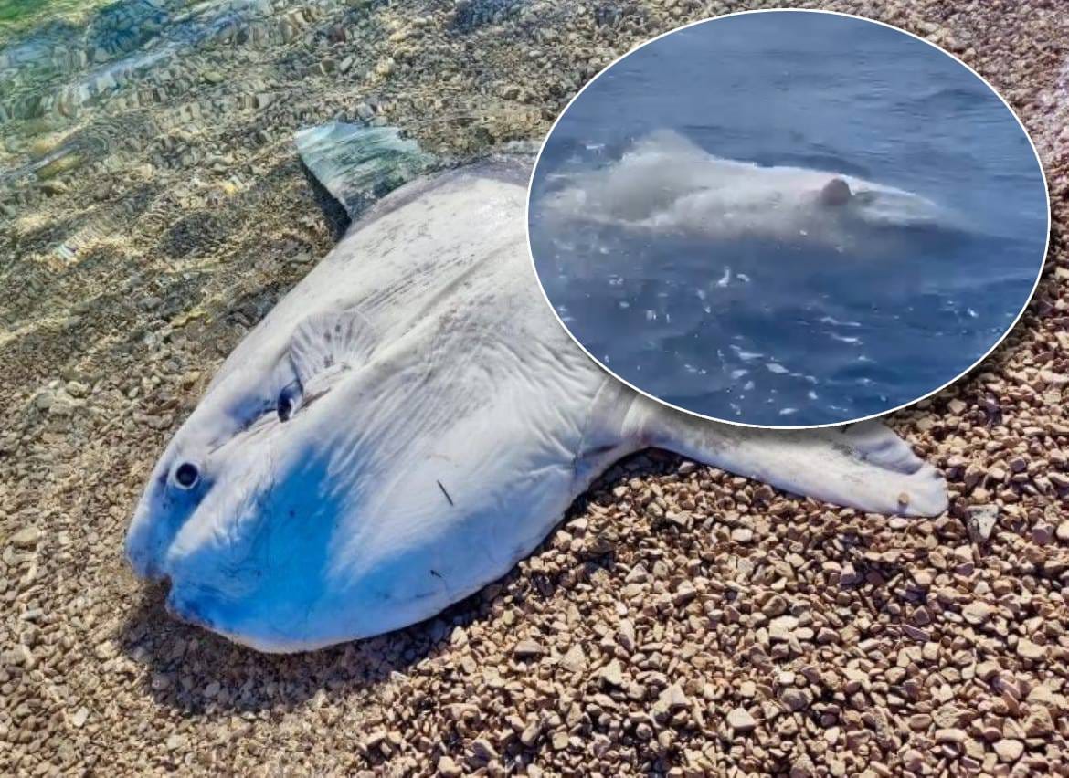 TAJNOVITI DIV JADRANA Na otvorenom moru kod Savudrije uočen ova divovska riba: "Veća je od dva metra!"