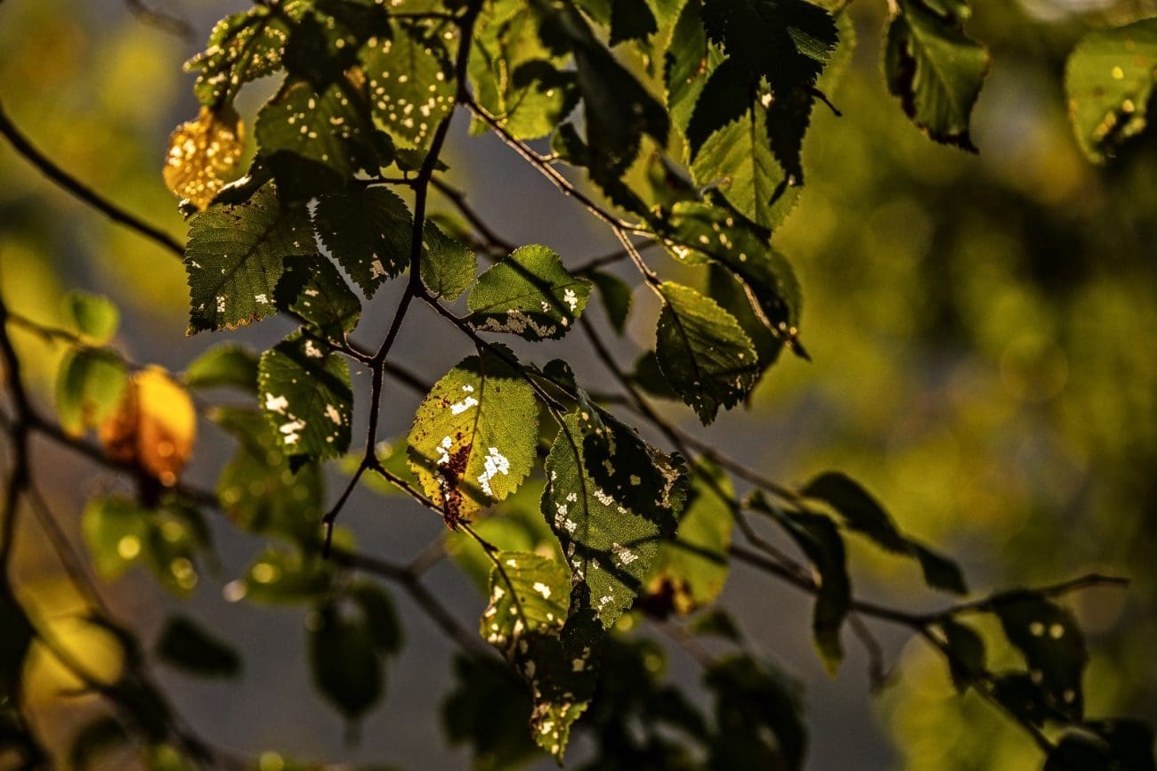 jesen zrnovnica foto rade  1