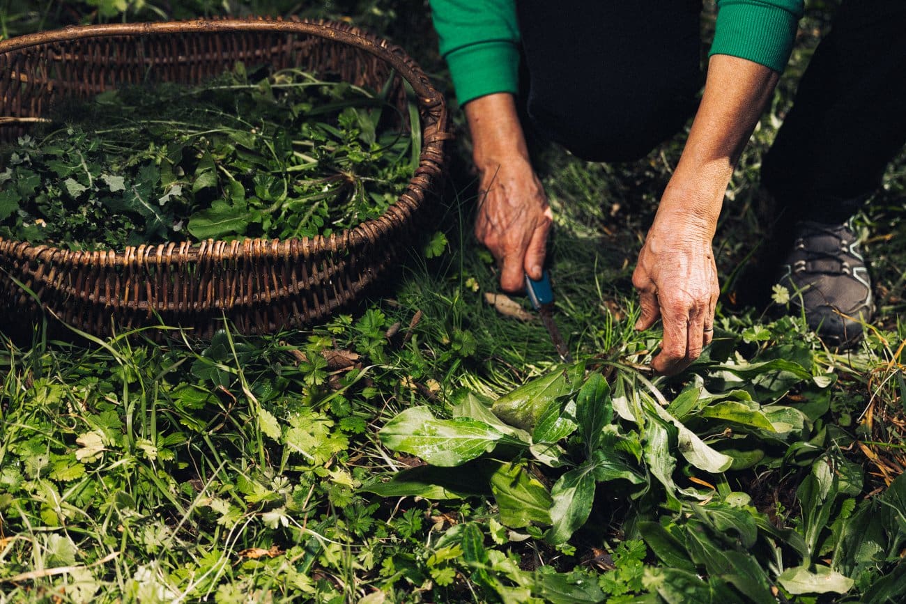 pecatbilje lel 003 171224