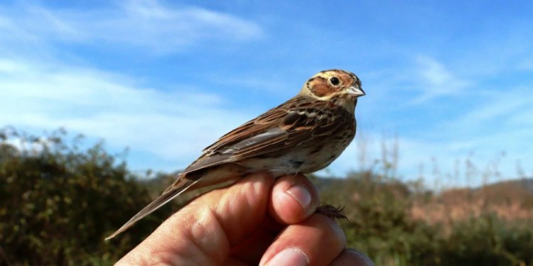 ‘Brkata sjenica’ u studenom s razlogom ne brije brkove: mala strnadica priredila senzaciju u dolini Neretve, a gizdavi plamenci šarmirali publiku