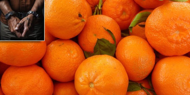 Bosanac i Hercegovac sa Srbinom 55 kilograma kokaina sakrio među mandarinama: "Trebao je završiti u Poreču"