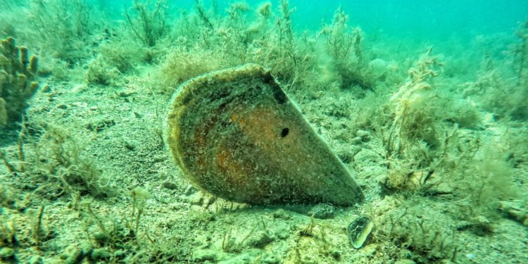 ČOVJEČE, ZAŠTO? U godinu dana, broj živih plemenitih periski smanjo se na 7, a naš stručnjak izdavaja slučajeve izravnog ljudskog uništavanja!