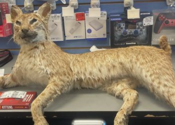 GameStop kaže da je njegov ‘Trade Anything Day’ naveo kupce da donesu Goose, Bobcat i Wii Netflix disk