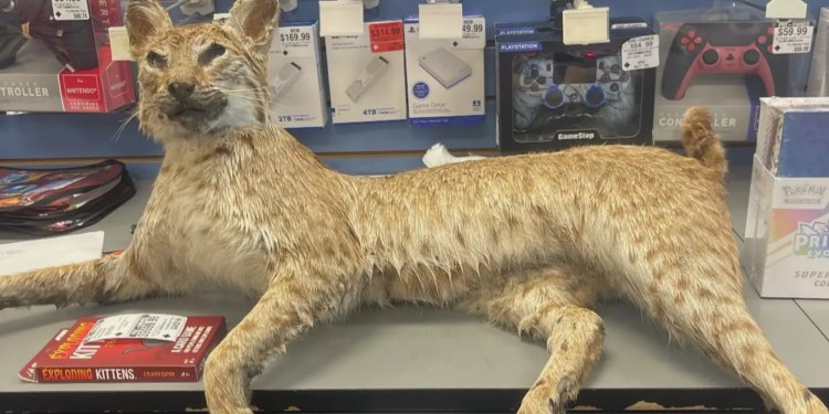 GameStop kaže da je njegov ‘Trade Anything Day’ naveo kupce da donesu Goose, Bobcat i Wii Netflix disk