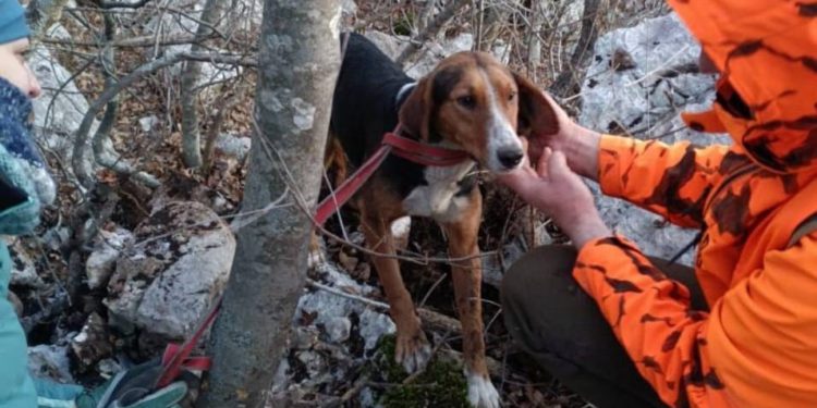 HGSS Zadar spasio psa koji je upao u rupu