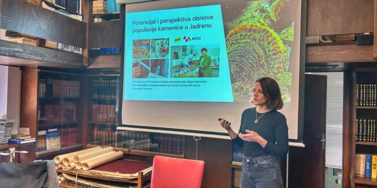 Kakav je potencijal obnove populacije kamenice u Jadranu?