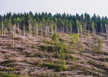 Kaos u šumarstvu HNŽ-a: Koliko još dugo hercegovačke šume mogu izdržati?