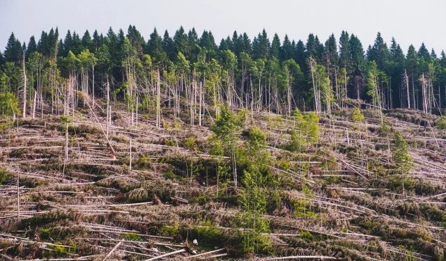 Kaos u šumarstvu HNŽ-a: Koliko još dugo hercegovačke šume mogu izdržati?