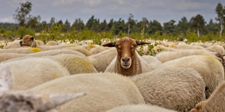 Kontrole su strašne, a poticaji nikakvi!
